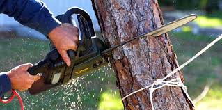Best Palm Tree Trimming  in Bel Air, MD
