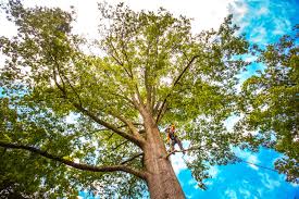 Best Arborist Consultation Services  in Bel Air, MD