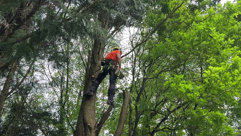 Best Lot and Land Clearing  in Bel Air, MD