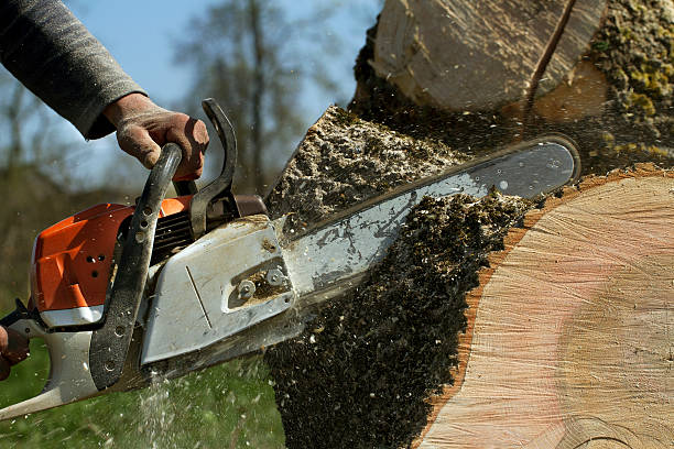 Best Tree Disease Treatment  in Bel Air, MD