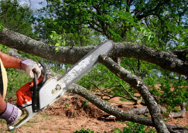  Bel Air, MD Tree Removal Pros