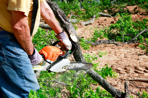 How Our Tree Care Process Works  in  Bel Air, MD